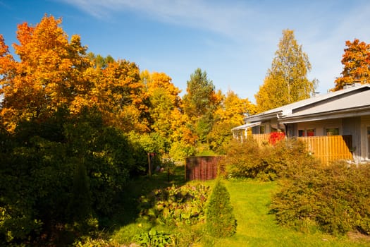 Bright autumn colors in backyard trees