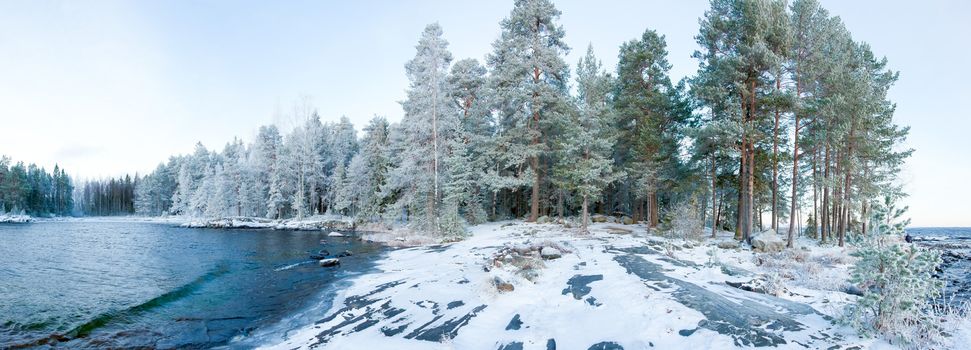 Wintry forest near lake panorama