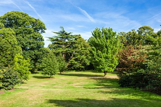 Lush Green Beautiful Woodland Park Garden in the Sunshine