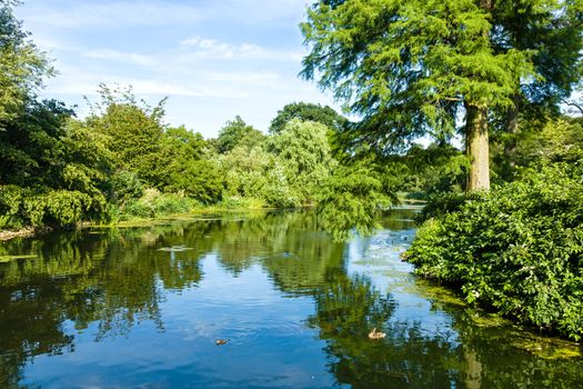 Tranquil Pond Reflecting Lush Green Woodland Park in Sunshine