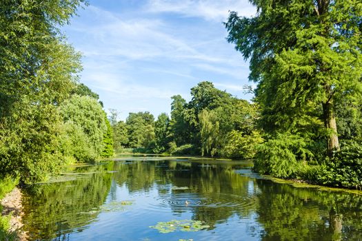 Tranquil Pond Framed by Lush Green Woodland Park in Sunshine