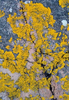 Background Texture Of Yellow Lichen On A Rock