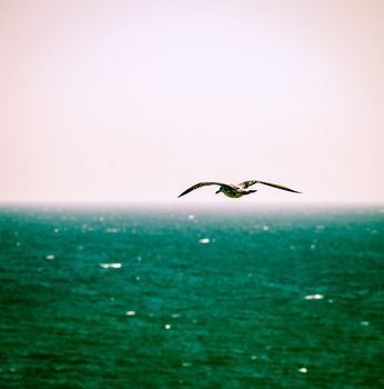 White Sea Gull