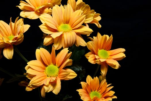 Yellow flowers shot in studio against black blackground.