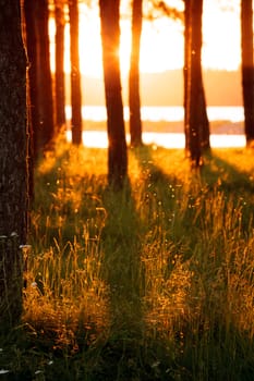 Tree silhouettes and long hay in golden evening sun light