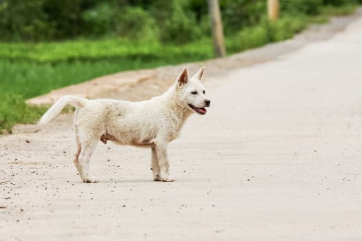 Cute white puppy in asia