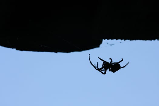 Silhouette of wild spider waiting for a prey