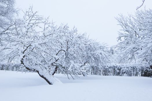 Garden and apple trees covered in snow