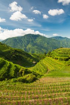 Vertical landscape photo of rice terraces in china