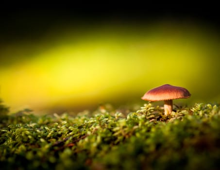Colorful view of a mushroom and moss