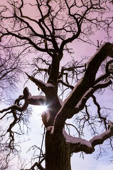 Moon shine through big fairytale tree at night