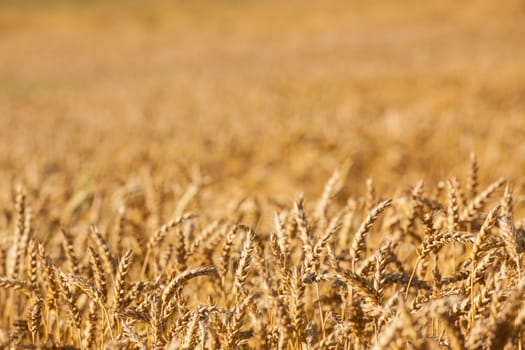 golden color wheat background