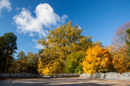 Autumn colors in trees