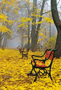 Red benches in a beautiful autumn park with fallen leaves