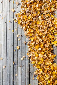 many yellow leaves at wooden terrace floor