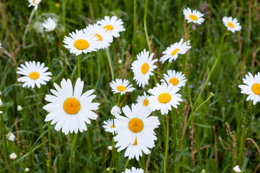 Group of daisy flowers in meadow