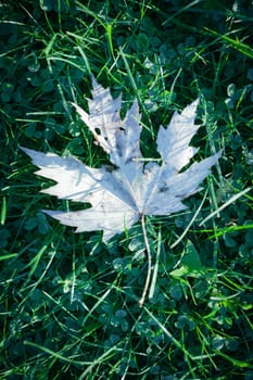 white leaf on grass at serene autumn morning