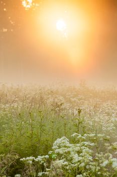 Golden light shine through forest in to foggy meadow