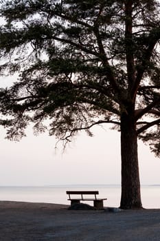 empty bench and big tree silhouette viewing to a lake