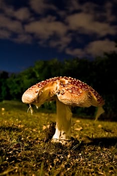 Amanita mushroom at night
