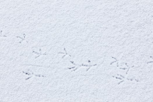 Bird tracks on snow closeup