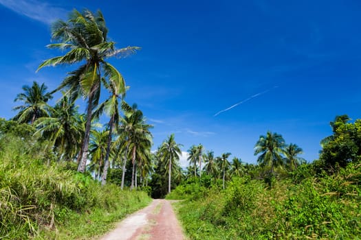 Lush tropic meadow and road with palm trees and clear blue sky