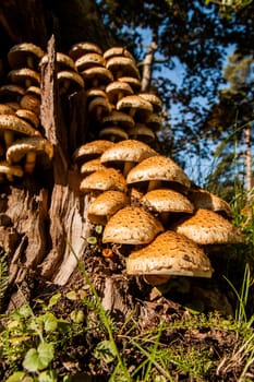 Group of many Armillaria fungus in a tree stump.