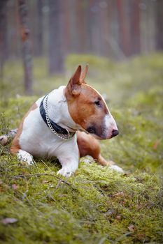 English bull terrier. Thoroughbred dog. Canine friend. Red dog. Bull terrier in the wood.