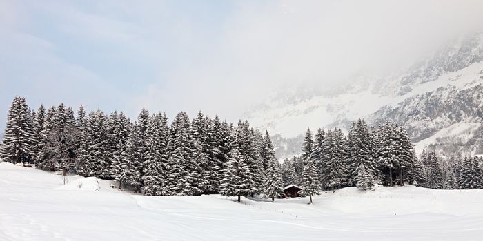 Panoramic photo of a forest in the mountains covered with snow on a snowstorm. Swiss Alps.