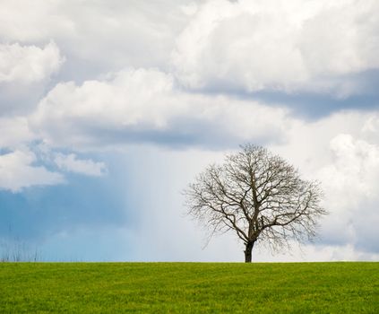 Lonely leafless tree on grass field with cloudy sky.