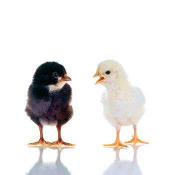 Photo of two cute baby chicks, with reflection, over white background. Studio shot.