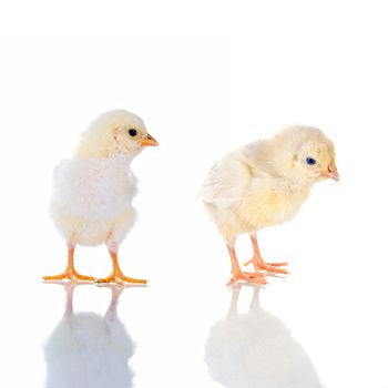 Photo of two cute baby chick, with reflection, over white background. concept: thinking!