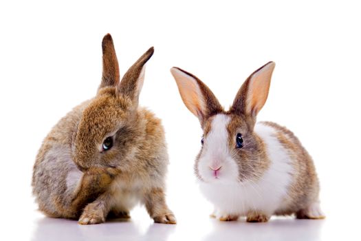 Two bunnies, looking at the camera. Isolated on white.
