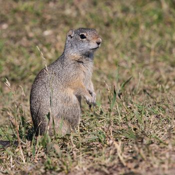 Lonely marmot on the field in Grand Teton National Park