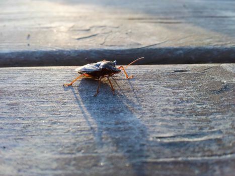 Hemiptera beetle, crossing a wooden table at sunset