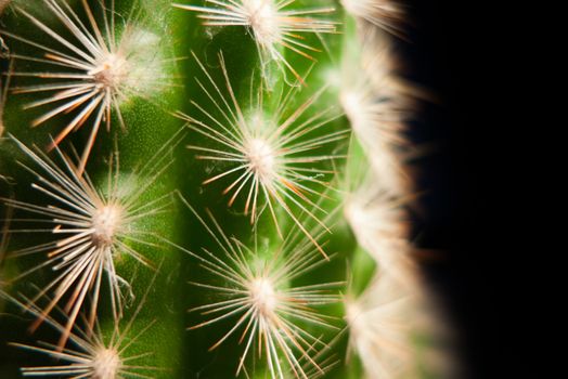 very nice home cactus on black background