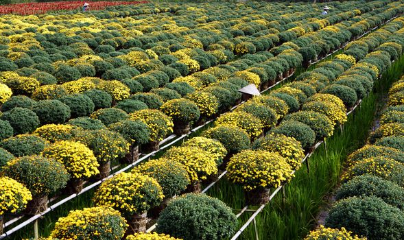 Sadec is the place product many flower for Lunar New Year's Day, they plant in concentration area. This is daisy garden, flowerpot set on the frame, bloomed in yellow, ready to harvest