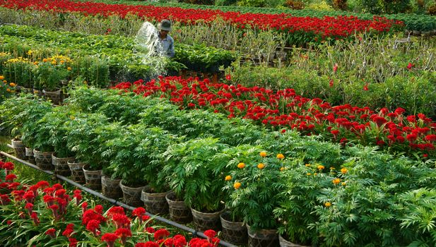 Sadec is the place product many flower for Lunar New Year's Day, they plant in concentration area, flowerpot set on the frame, farmer was watering the plants