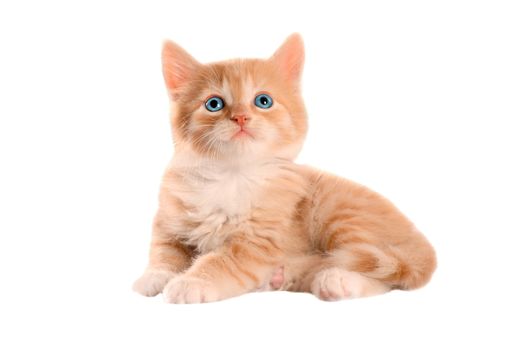 Blue eyed ginger tabby kitten  on a white background