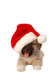 Cute Puppy In a Santa Hat - Christmas holiday theme