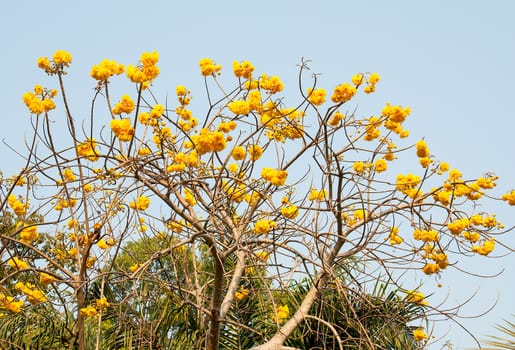 Bright yellow  Bougainvillea flowers on sky background