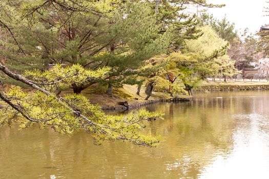 Branches of the tree that extends into the lake water.