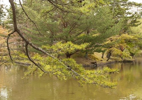 Branches of the tree that extends into the lake water.