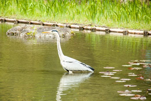 Egret Walking in pond and watching something.