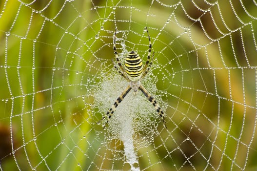 big spider on web