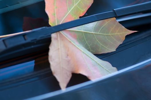 Autumn maple leaf on the windshield/ Shallow depth of field.