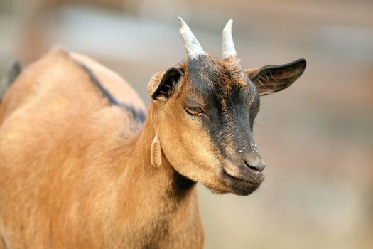 closeup of a young goat male at the farm