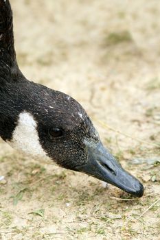 closeup of a canadian goose ( branta canadensis ) searching for food in the soil