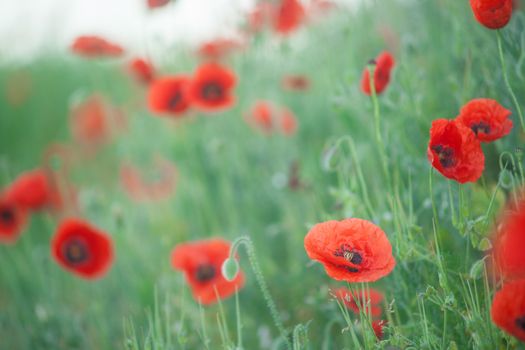 Field of Corn Poppy Flowers Papaver rhoeas in Spring.