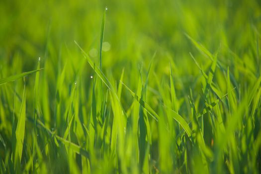 Close up of fresh thick grass with water drops in the early morning